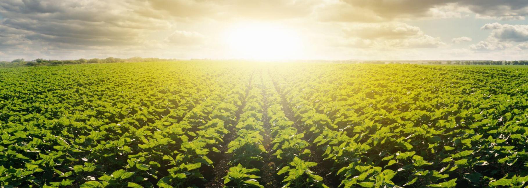 agriculture plp header slk canva